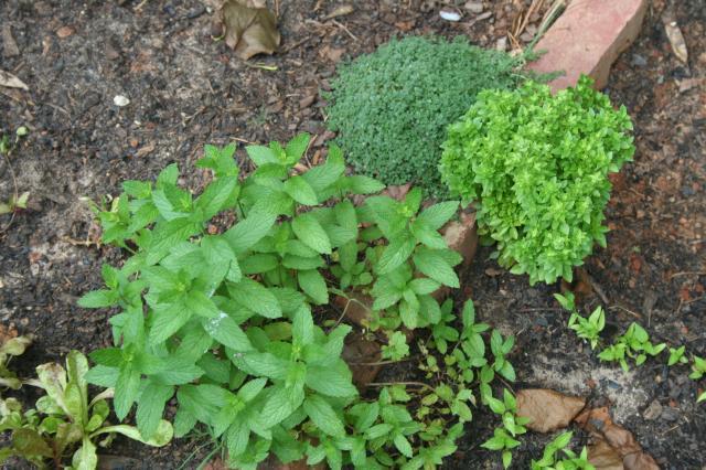 88786_herbs_mint_itailian_and_parsley.jpg