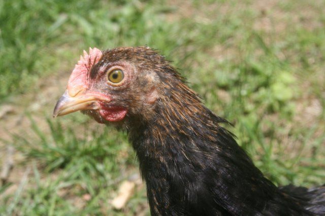 8882_anniechickmay08_022.jpg