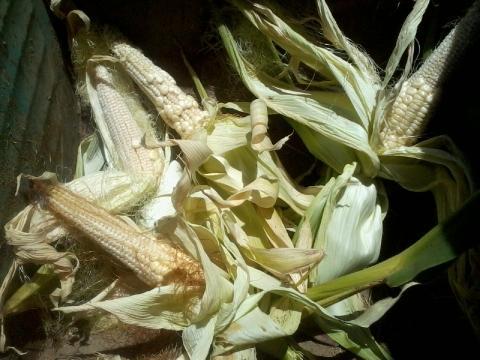 88880_crappy_corn_2011_first_garden.jpg
