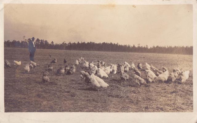 88880_goetz_family_chicken_image_circa_1919.jpeg
