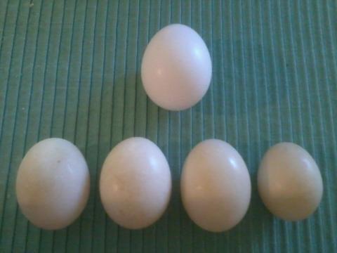 88880_my_first_4_duck_eggs_in_order_compared_to_1_lg_chicken_egg.jpg