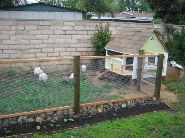 Sore Thumb Suburbanites Chicken Coop BackYard Chickens