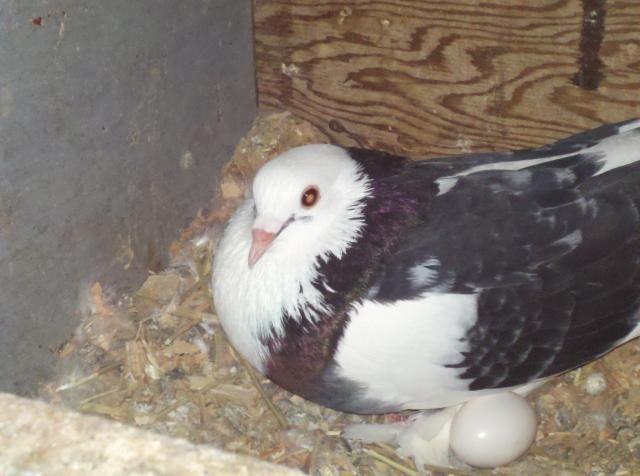 88882_pigeonegg.jpg