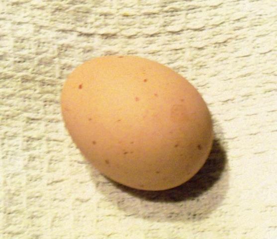 88904_first_egg.jpg