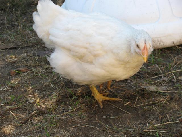 88908_prima.jpg