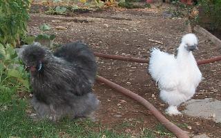 88993_storm_and_snowball.jpg
