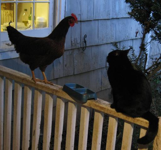 88997_cropchickencatbackporch.jpg