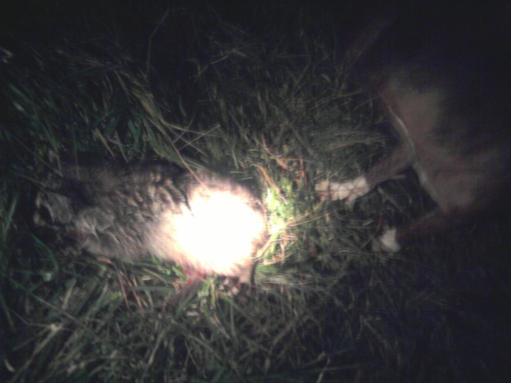88997_deadcoon.jpg
