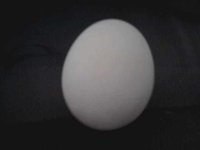 88997_egg.jpg