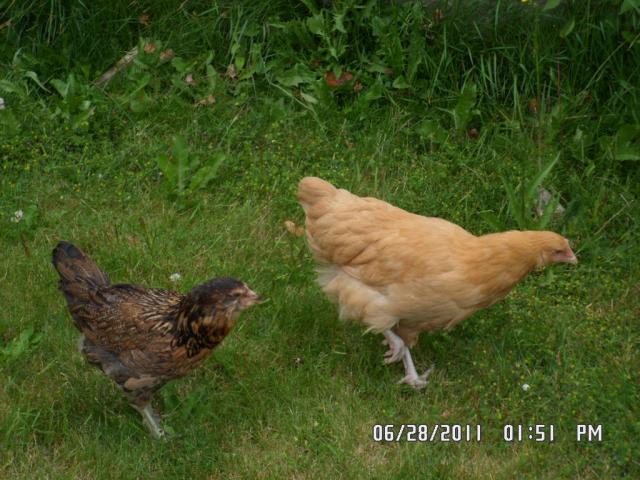 89018_final_1st_flock_additions_grace_and_millie.jpg