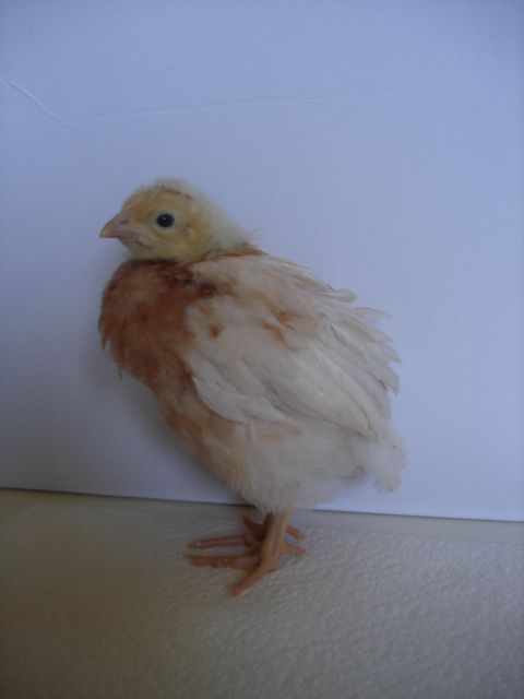 89018_lola3-4_weeks.jpg
