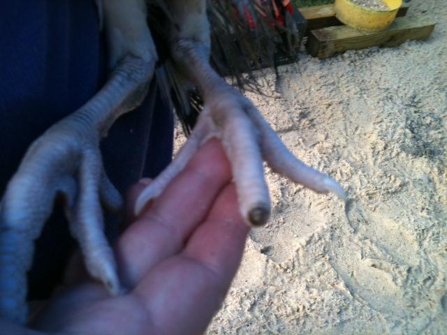 89022_turkey_toe.jpg