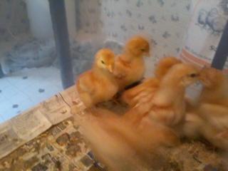 89023_chickens.jpg