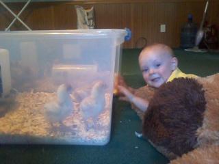 89023_hunter_and_chickens.jpg