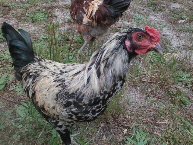 89023_rooster.jpg