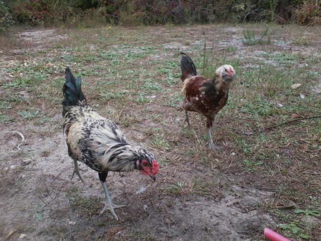 89023_roosters.jpg