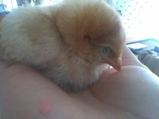 89023_suzi_chick.jpg