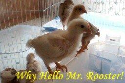 89023_why_hello.jpg