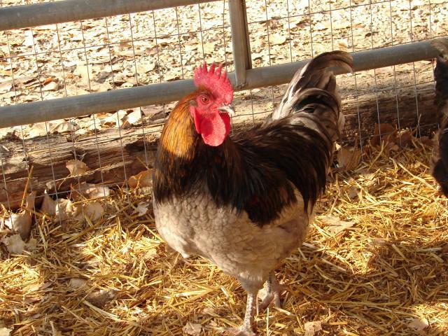 89065_chickens_12-11_047.jpg