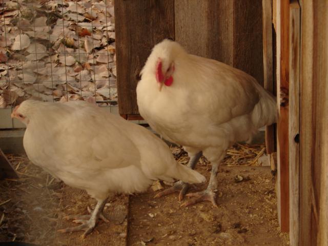 89065_chickens_12-11_077.jpg