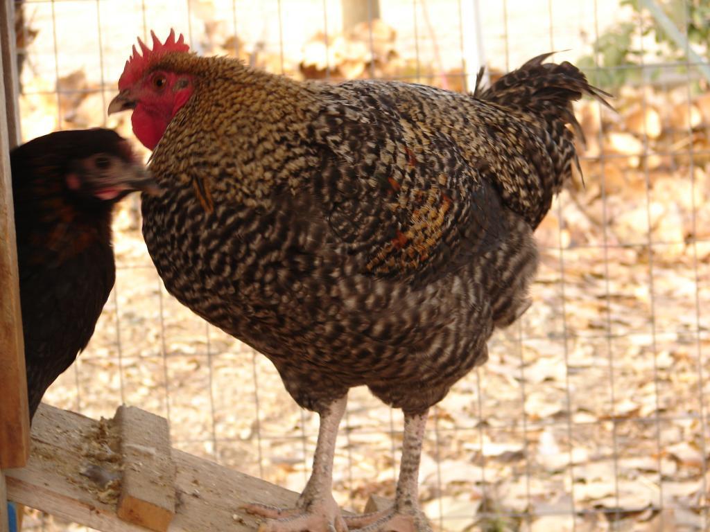89065_chickens_12-11_085.jpg