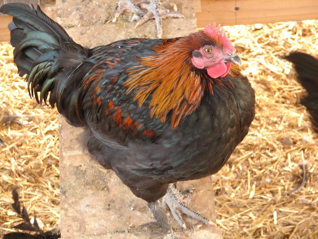 89065_chickens_12-11_086.jpg