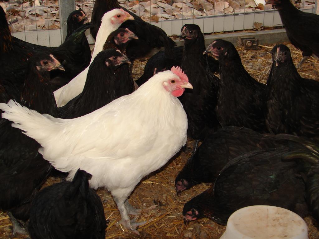 89065_chickens_12-11_089.jpg