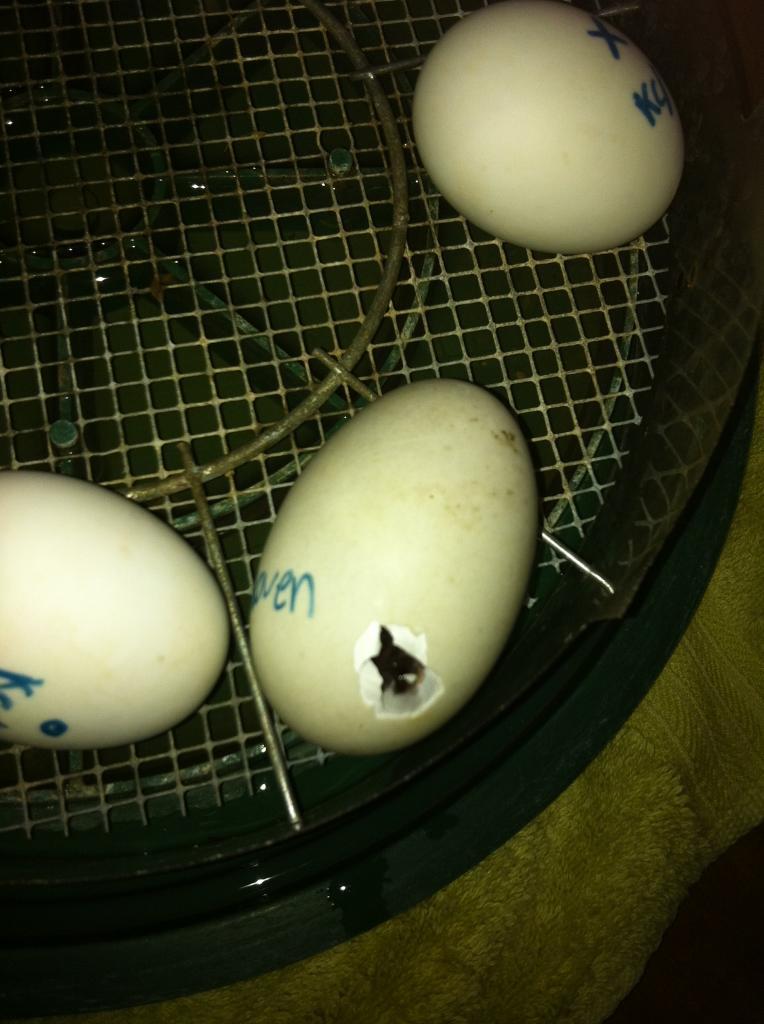 89080_hatching_014.jpg