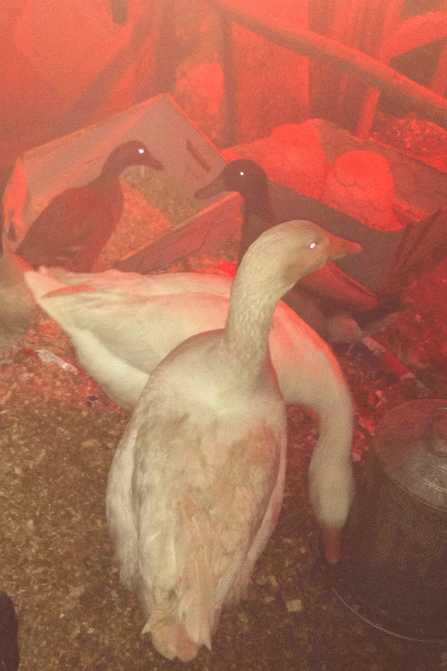 89080_mating_pair_of_geese_032.png