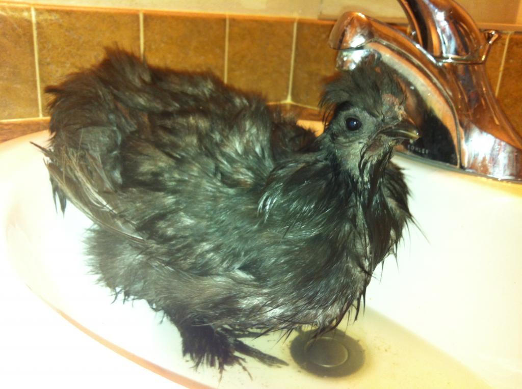 89080_silkies_022.jpg