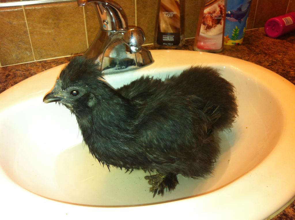 89080_silkies_026.jpg