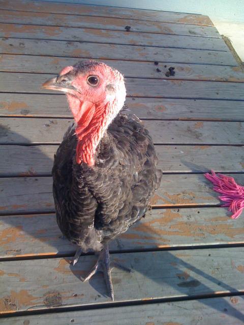 89080_turkey_001.jpg