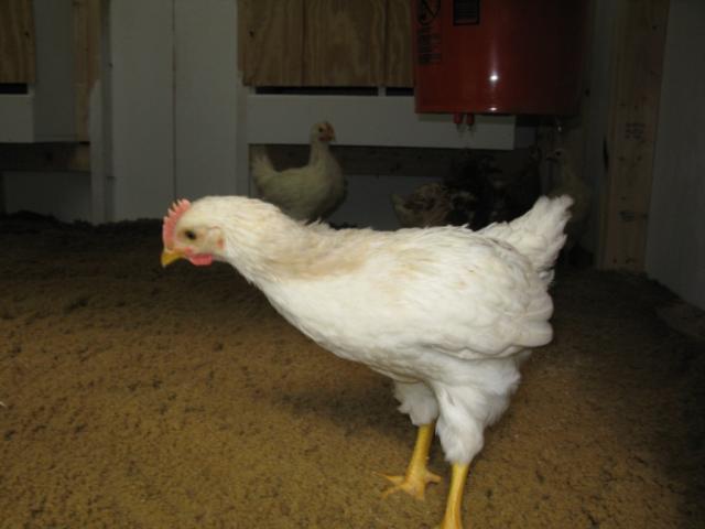 89089_chicken_coop_067.jpg