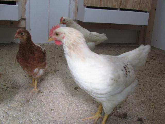 89089_chickens_8_weeks_003.jpg