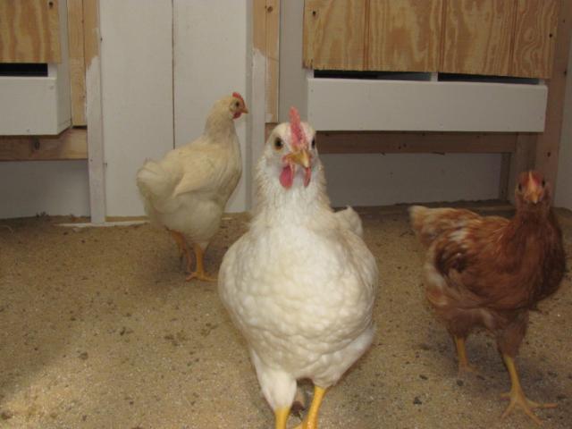 89089_chickens_8_weeks_005.jpg