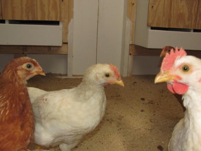 89089_chickens_8_weeks_006.jpg