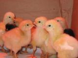 89115_4_day_old_chicks.jpg