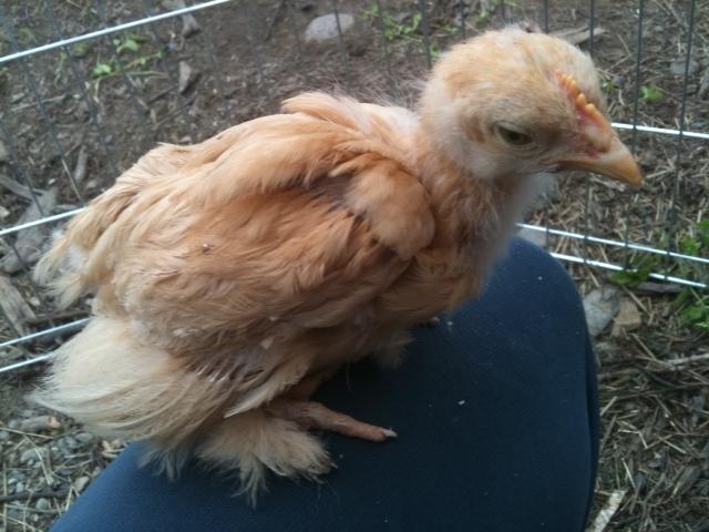 89118_chick2.jpg