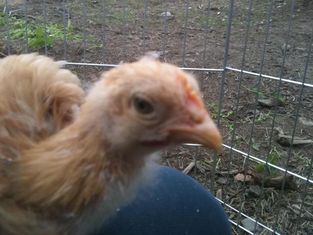 89118_chick3.jpg