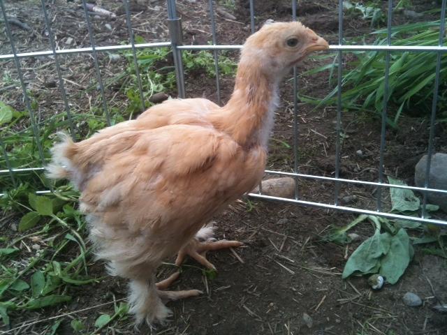 89118_chick4.jpg