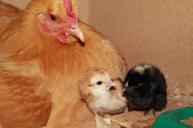 89135_buff_and_2_new_chicks.jpg
