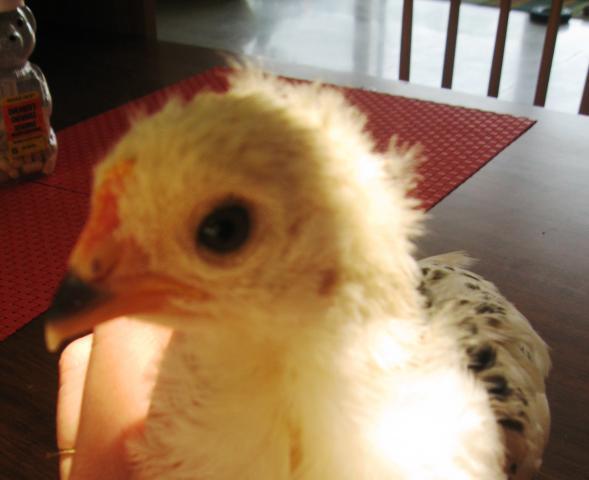 89168_061.jpg