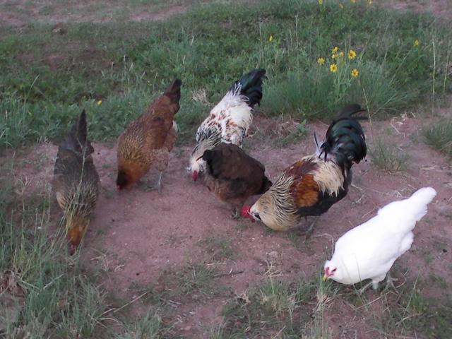 89180_chickens_9-10-11.jpg