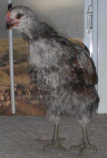 89180_please_not_a_rooster-2.jpg