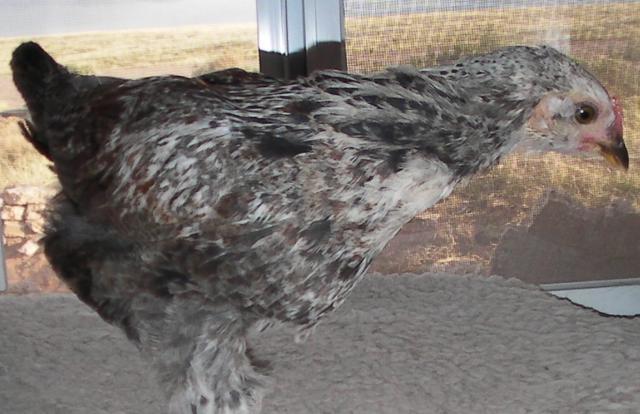 89180_please_not_a_rooster-3.jpg