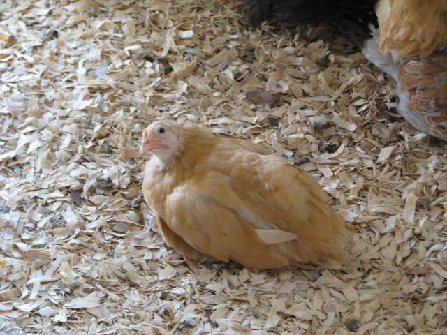 89224_chickens_7_weeks_old_255.jpg