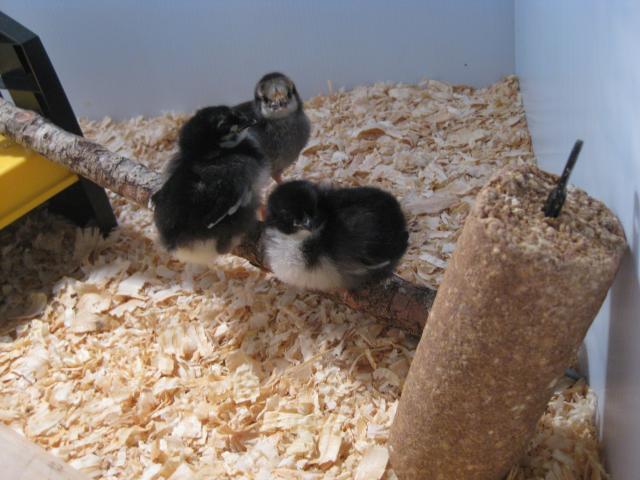 89229_chicks_stink_eye.jpg