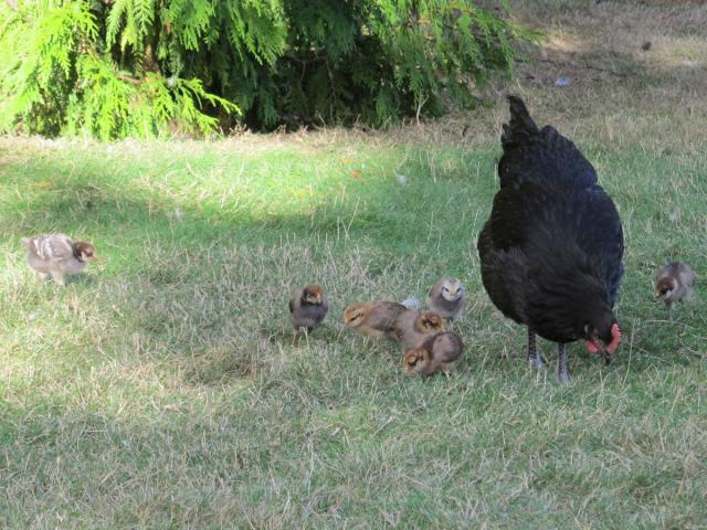 89230_1c-juno-chicks.jpg