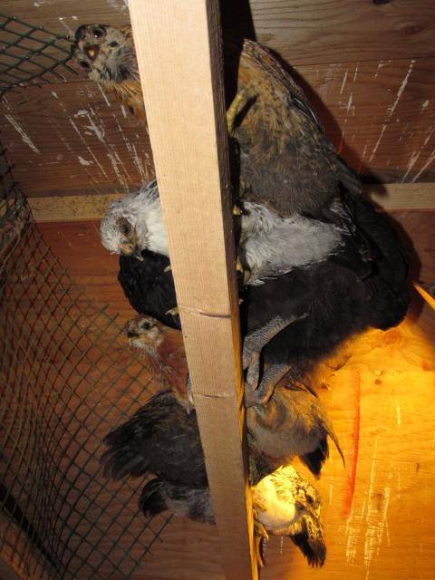 89230_chicks-roosting.jpg