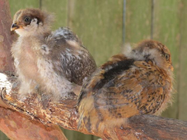 89230_chicks4wks-1.jpg